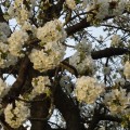 さくらんぼの花