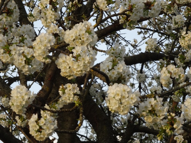 さくらんぼの花