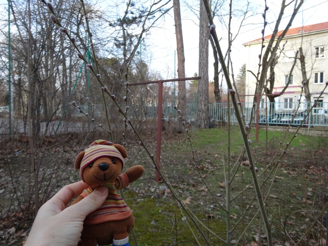 ネコヤナギの花芽