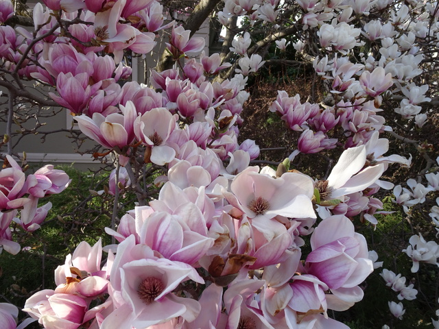 マグノリア
